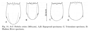 Notholca striata