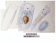 Notholca striata