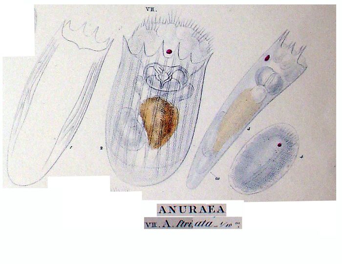 Notholca striata Notholca striata