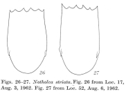 Notholca striata