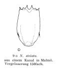 Notholca striata