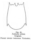 Notholca striata