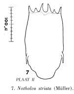 Notholca striata