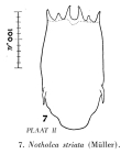 Notholca striata