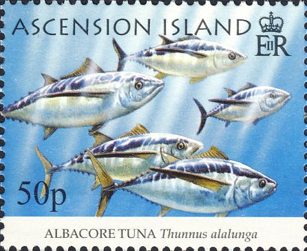 Thunnus alalunga Thunnus alalunga