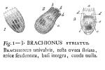 Notholca striata - Original description image