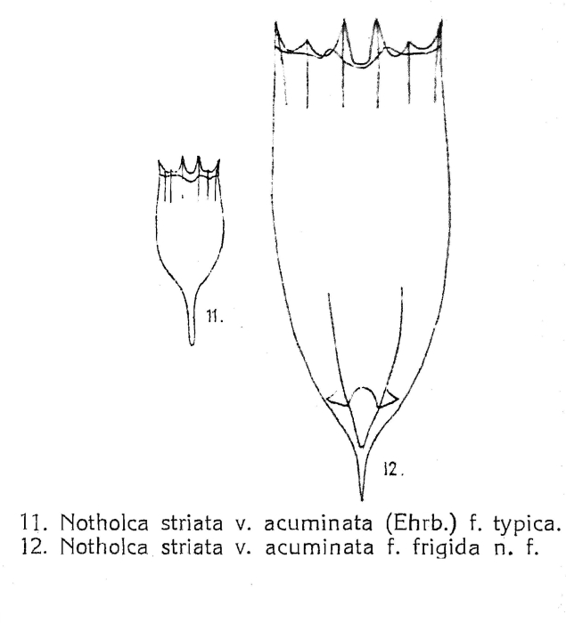 Notholca striata var. acuminata f. frigida - Original description image