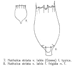 Notholca striata var. labis f. frigida - Original description image
