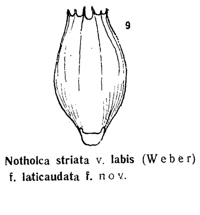 Notholca striata var. labis f. laticaudata