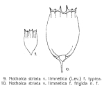 Notholca striata var. limnetica f. frigida - Original description image
