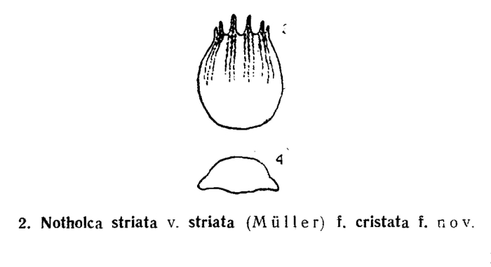 Notholca striata var. striata f. cristata - Original description image