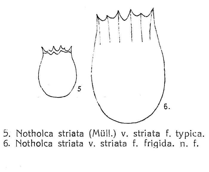 Notholca striata var. striata f. frigida - Original description image