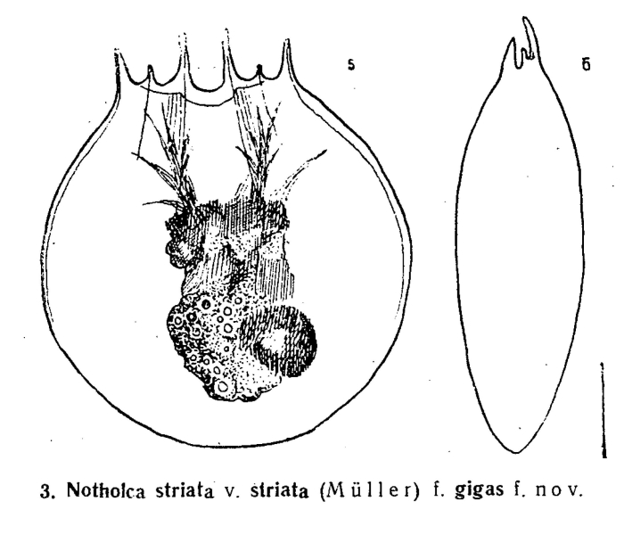 Notholca striata var. striata f. gigas - Original description image
