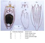 Notholca thalassia - Original description image