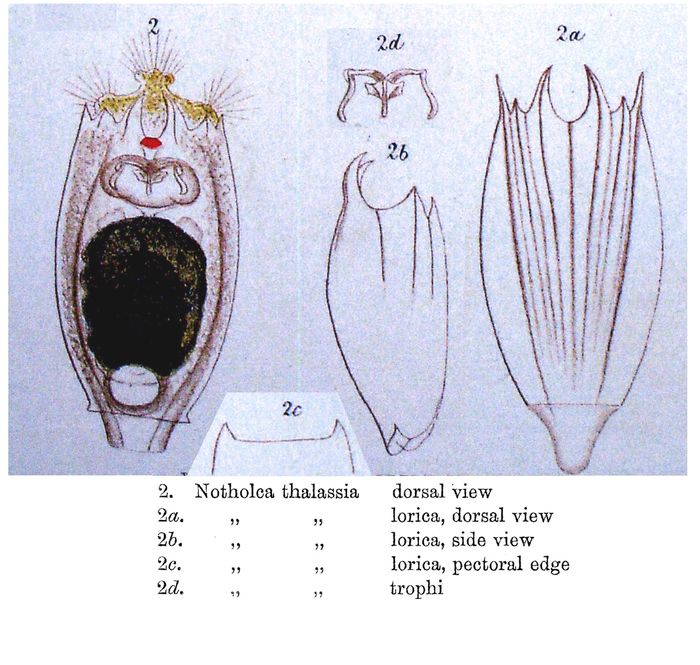 Notholca thalassia - Original description image