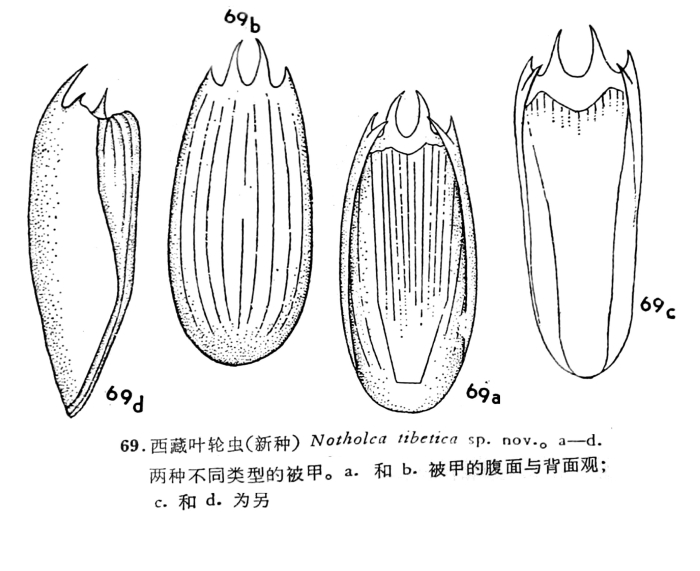 Notholca tibetica - Original description image
