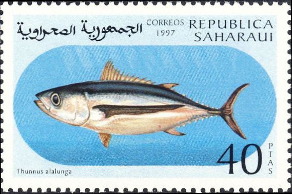 Thunnus alalunga Thunnus alalunga