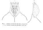 Notholca triarthroides