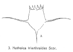 Notholca triarthroides