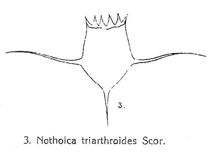 Notholca triarthroides Notholca triarthroides