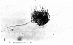 Notholca triarthroides