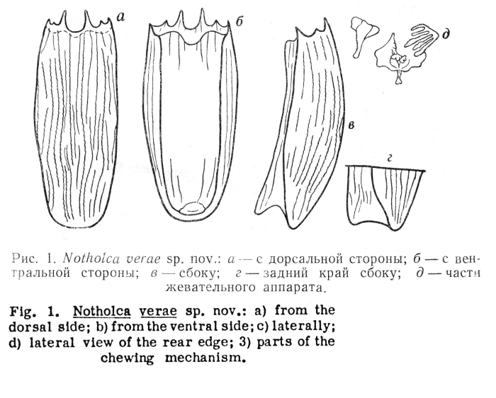 Notholca verae - Original description image