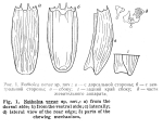 Notholca verae