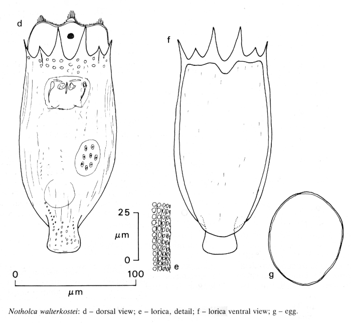 Notholca walterkostei