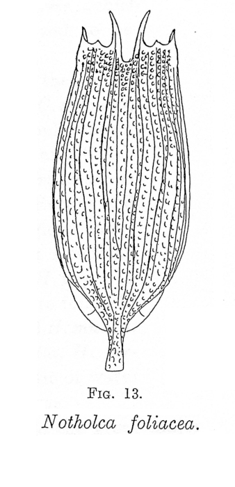Notholca walterkostei