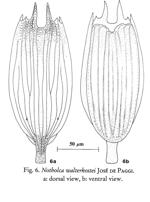 Notholca walterkostei