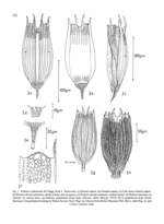 Notholca walterkostei
