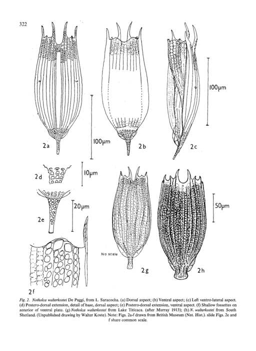 Notholca walterkostei