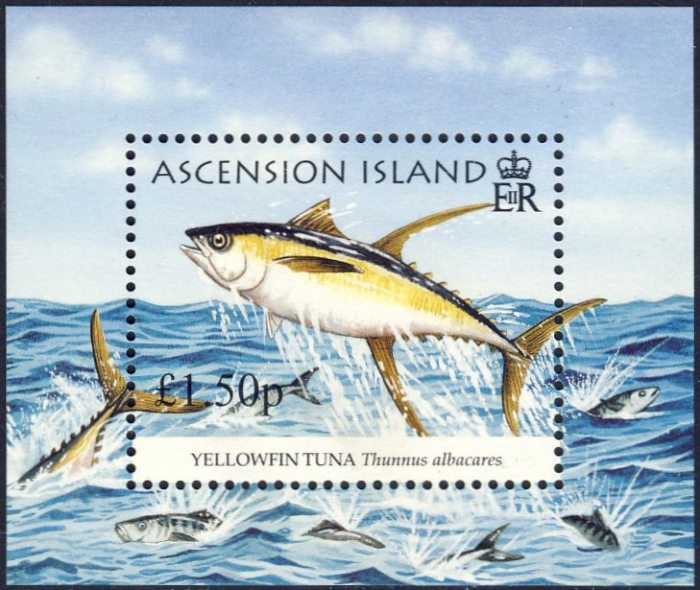 Thunnus albacares Thunnus albacares