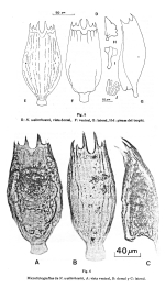Notholca walterkostei - Original description image