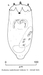 Notholca walterkostei reducta - Original description image