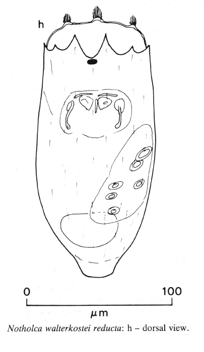 Notholca walterkostei reducta - Original description image