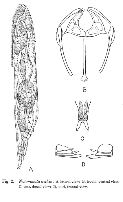 Notommata aethis - Original description image