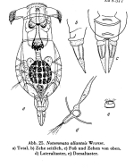 Notommata allantois