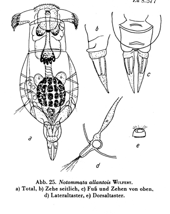 Notommata allantois