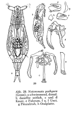 Notommata allantois
