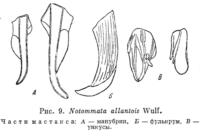 Notommata allantois