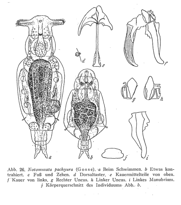 Notommata allantois Notommata allantois