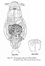 Notommata allantois