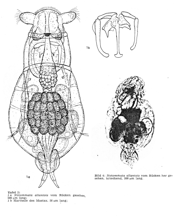 Notommata allantois