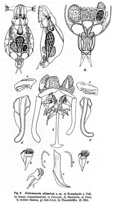 Notommata allantois - Original description image
