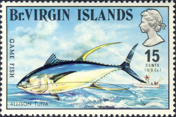 Thunnus allisoni Thunnus allisoni