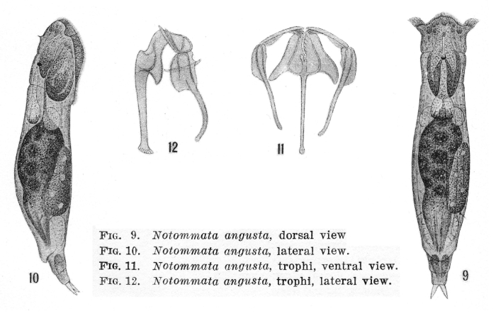 Notommata angusta - Original description image