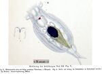 Notommata ansata