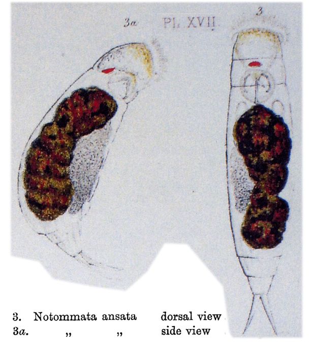 Notommata ansata Notommata ansata