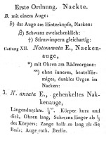 Notommata ansata - Original description image